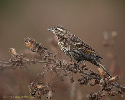 Red-winged Blackbird Female.jpg