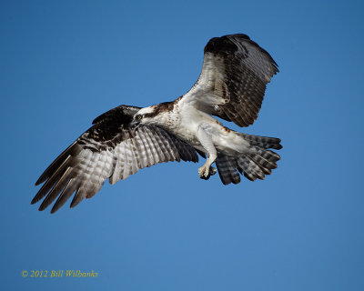 Osprey 01.jpg
