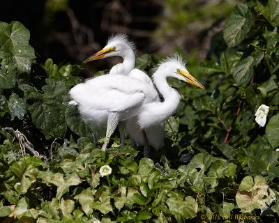Egret Juvie Pair 02.jpg