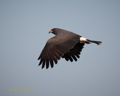 Snail Kite 11.jpg