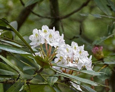 Moountain Laurel.jpg