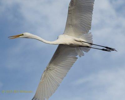 Great Egret 03.jpg