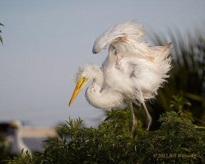 Great Egret 04.jpg