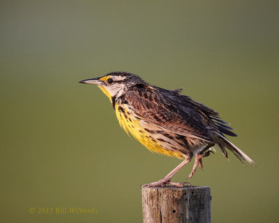 Eastern Meadowlark 02.jpg