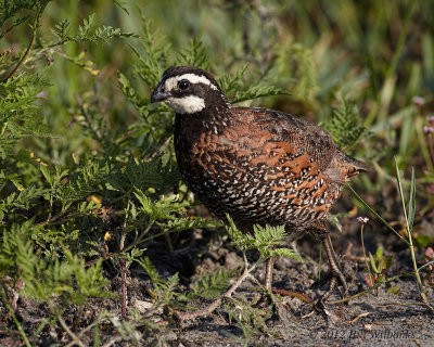 Northern Bobwhite 01.jpg