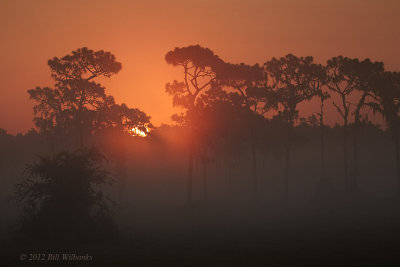 Foggy Florida Morning.jpg