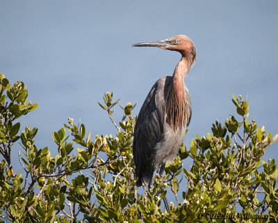 Redish Egret.jpg