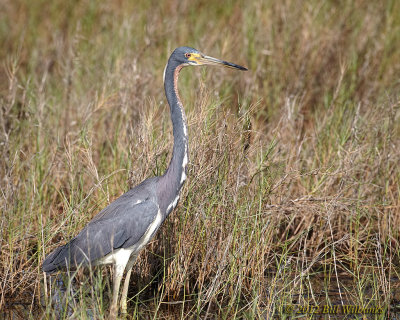 Tricolor Heron.jpg