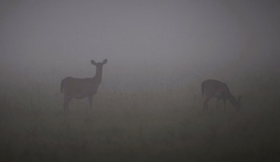 Deer in the Mist.jpg