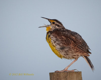 Eastern Meadowlark 01.jpg