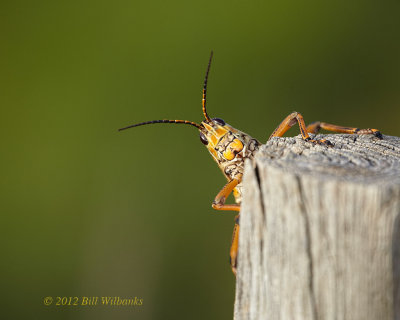 Grasshopper 01.jpg