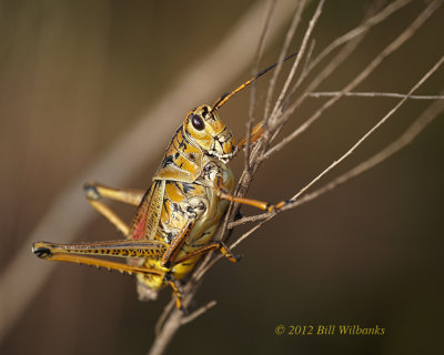 Grasshopper 03.jpg