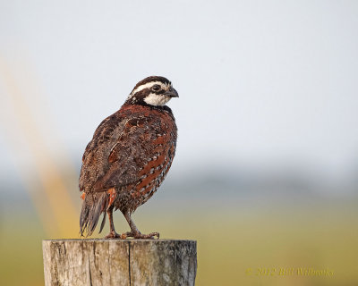 Northern Bobwhite.jpg