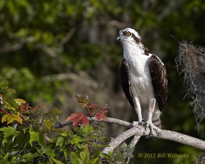 Osprey.jpg