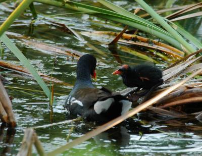 Common Moorhen with Chick.jpg
