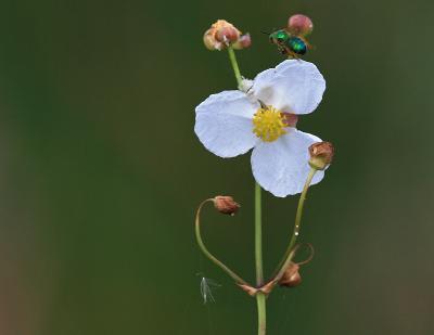 favorites_flowers_macro