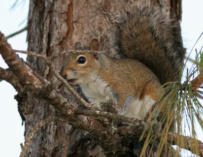 Up a Tree.jpg