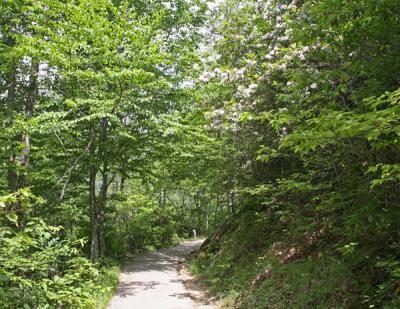 The Trail.jpg