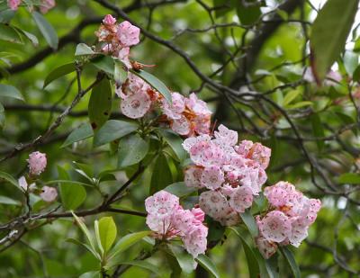 Pink Laurel.jpg