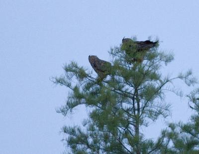 Twin Great Horned Owls.jpg