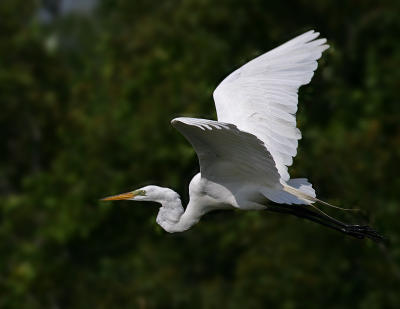 Egret 04 617.jpg