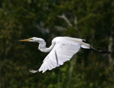 Egret 03 617.jpg