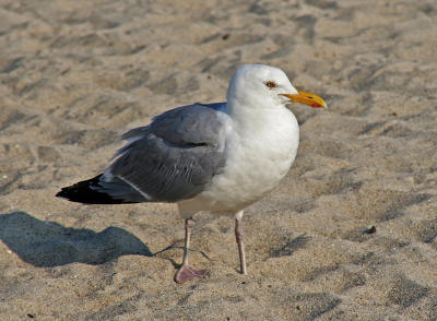 ocean_beach_gull_002.jpg