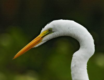 LTEgret Portrait.jpg