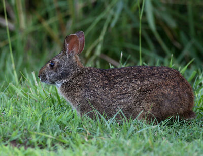 Bunny in the Shade.jpg