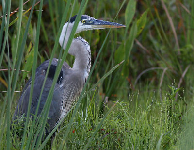 GBH In The Shade.jpg