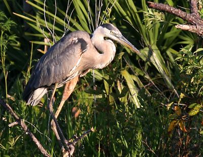 Heavily Cropped GBH.jpg