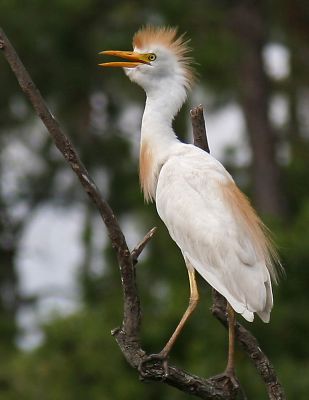 Cattle Egret.jpg