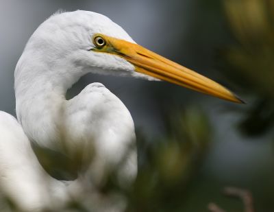Egret Closeup.jpg