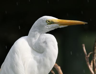 Egret in the Rain.jpg