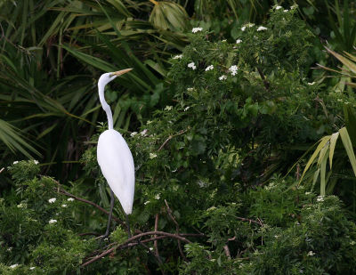 wide view egret.jpg