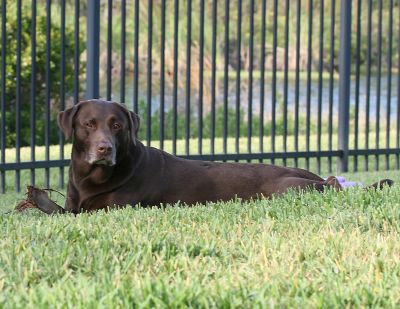 Choc Lab.jpg