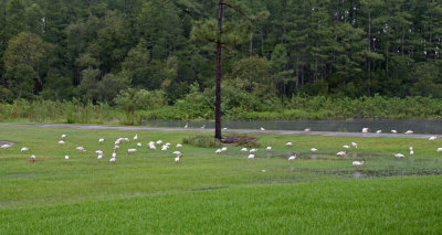 Lots of Birds 726.jpg