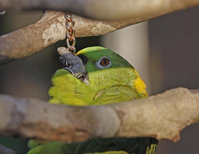 Parrot in the Branches