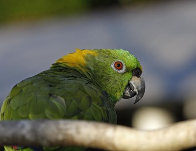 Parrot Looking over Branch.jpg