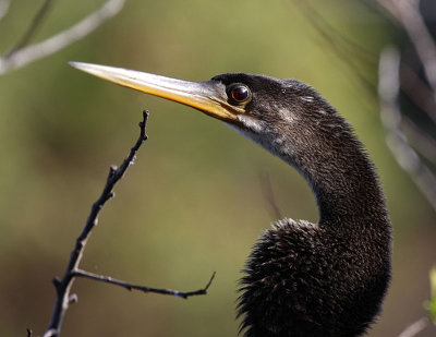 Anhinga Closeup