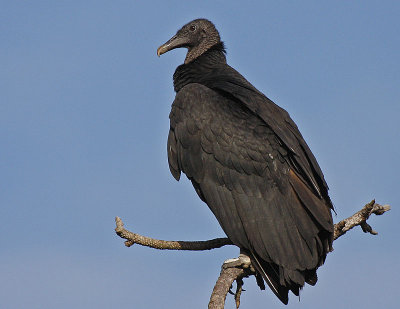 Black Vulture
