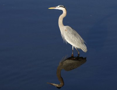 GBH Reflection