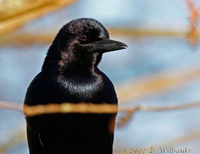 Grackle Portrait