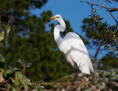 Great Egret.jpg