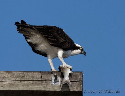 Osprey 02