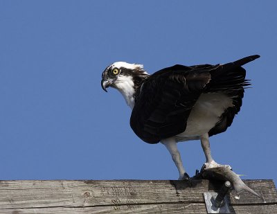 Osprey 03
