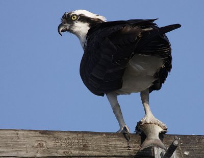 Osprey 04.jpg