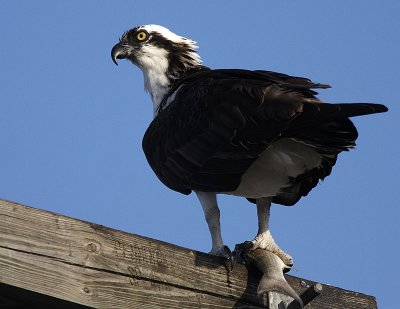 Osprey 05.jpg