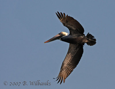 Pelican flight.jpg