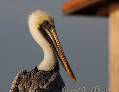 Brown Pelican